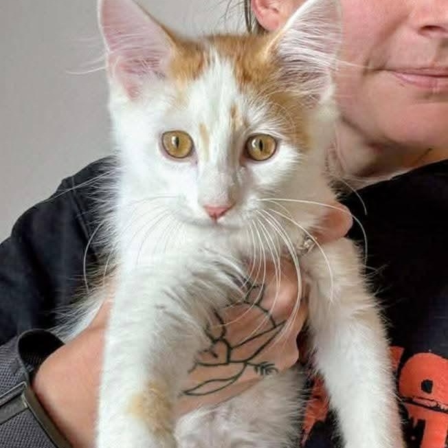 Enlarge Peter, a ADOPTABLE Domestic Long Hair in Waverly, IA image 2/6