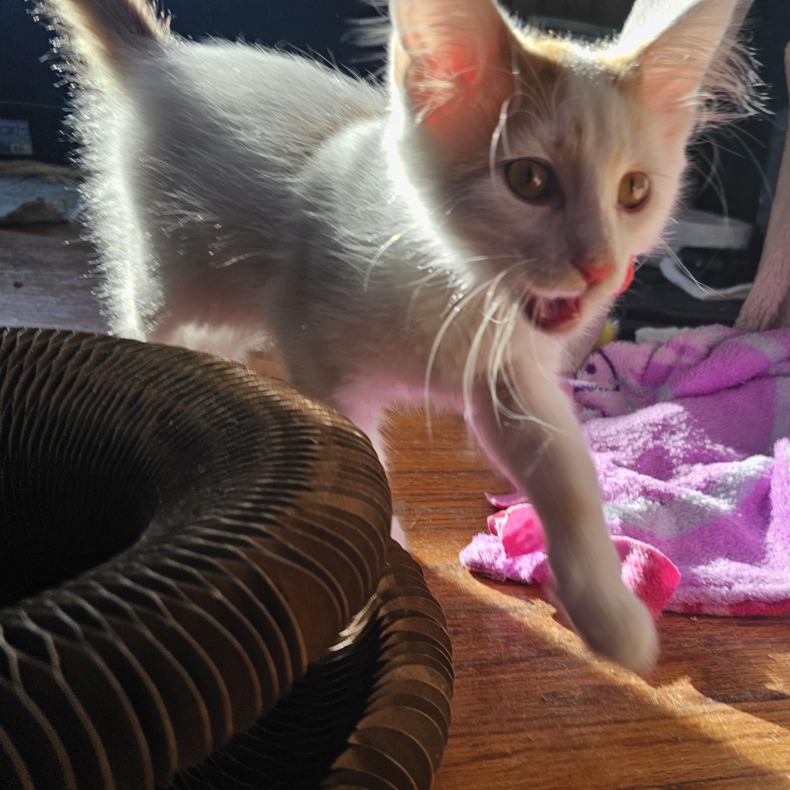 Enlarge Peter, a ADOPTABLE Domestic Long Hair in Waverly, IA image 6/6