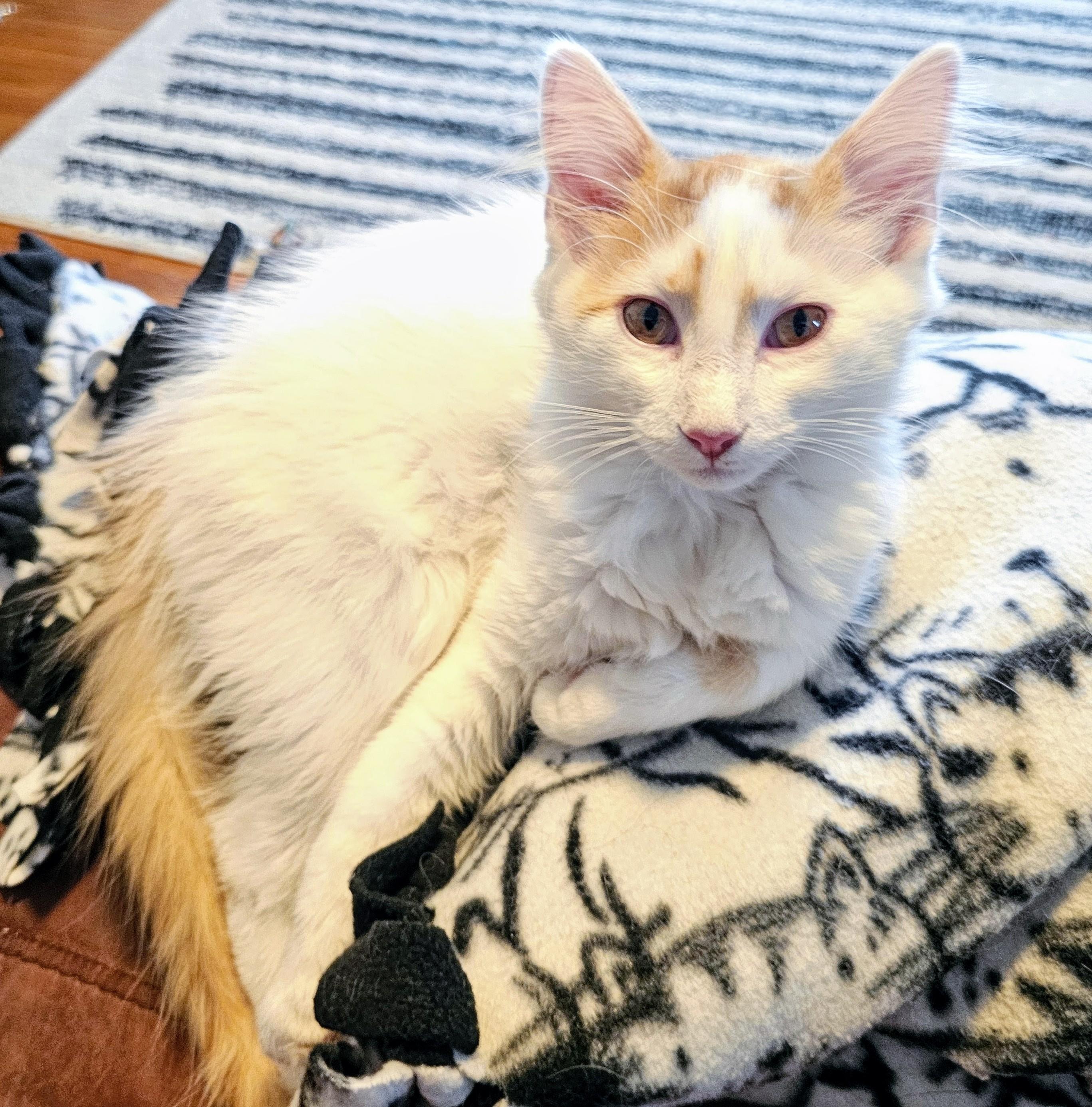 Enlarge Peter, a ADOPTABLE Domestic Long Hair in Waverly, IA image 3/6