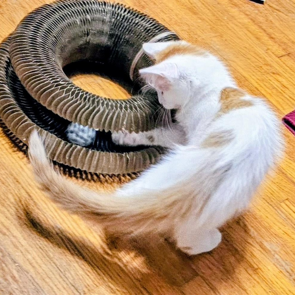 Enlarge Peter, a ADOPTABLE Domestic Long Hair in Waverly, IA image 4/6