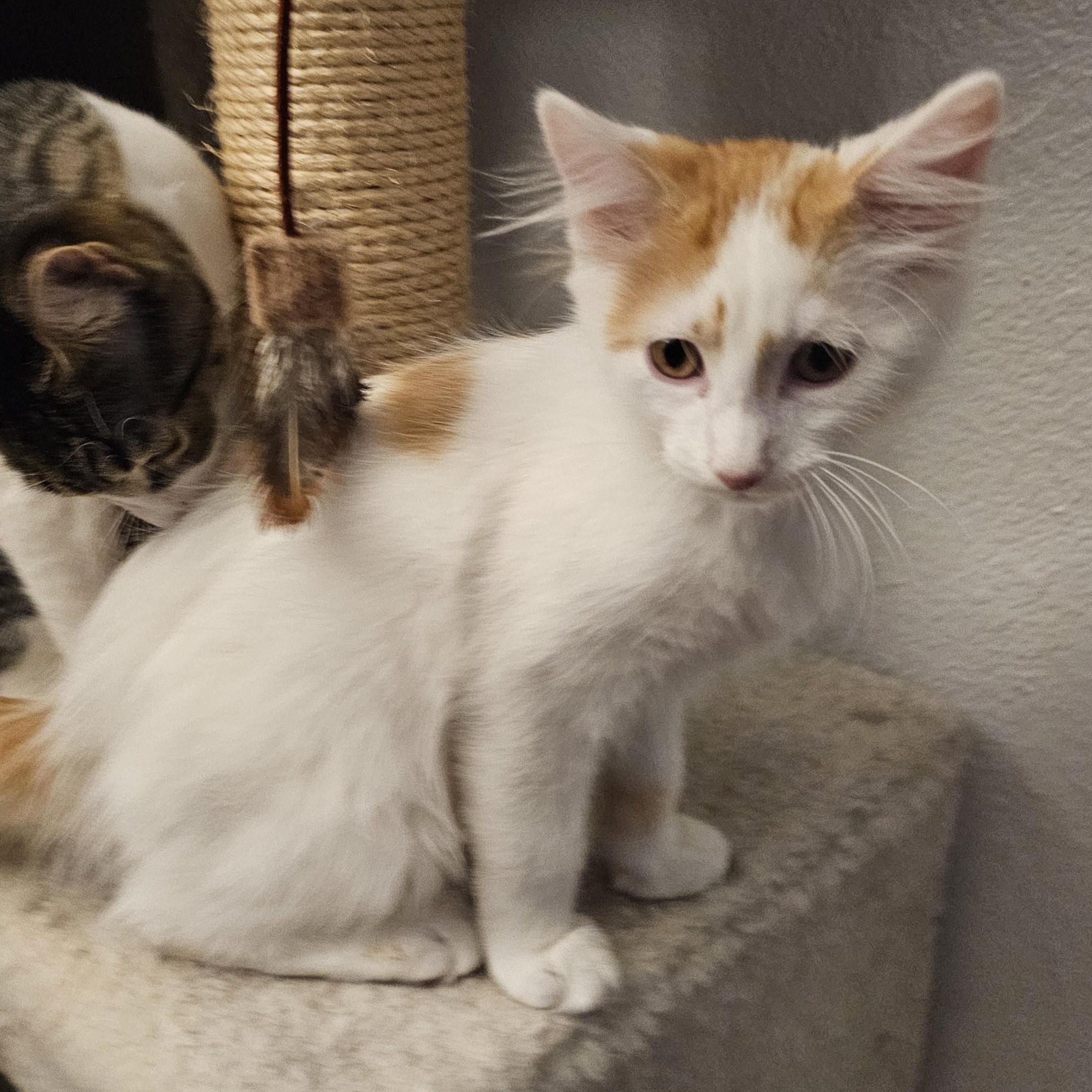 Enlarge Peter, a ADOPTABLE Domestic Long Hair in Waverly, IA image 5/6