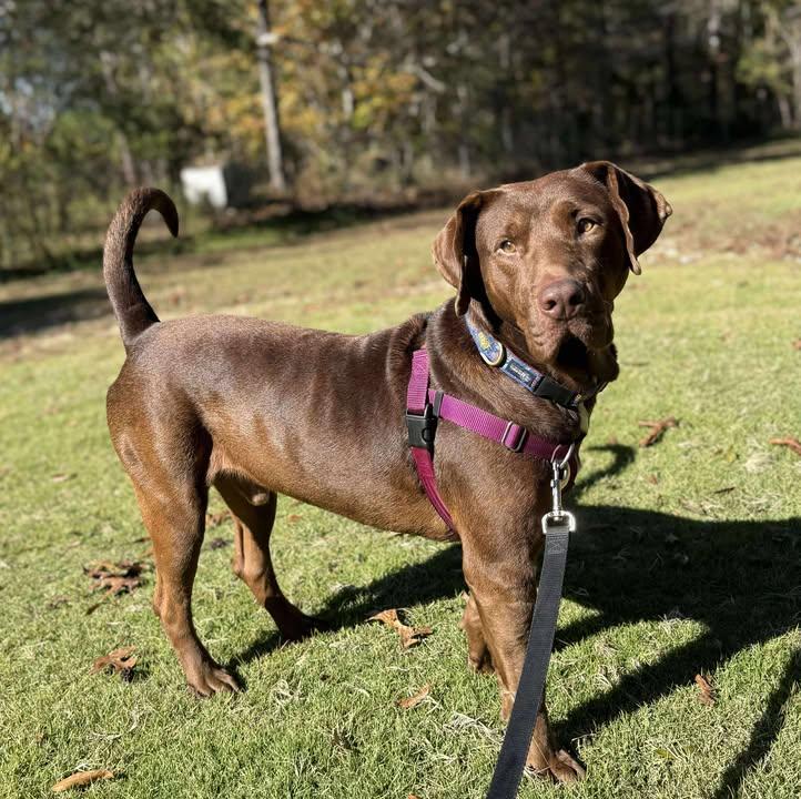Enlarge Cameron, a ADOPTABLE mixed breed in Grant, AL image 1/4