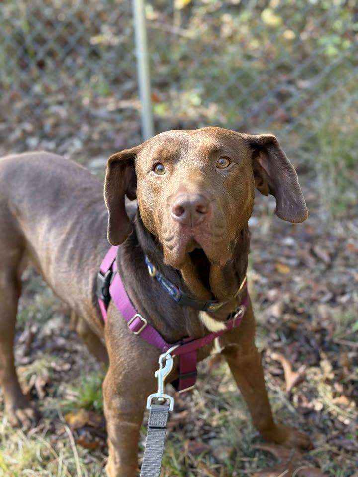Enlarge Cameron, a ADOPTABLE mixed breed in Grant, AL image 3/4