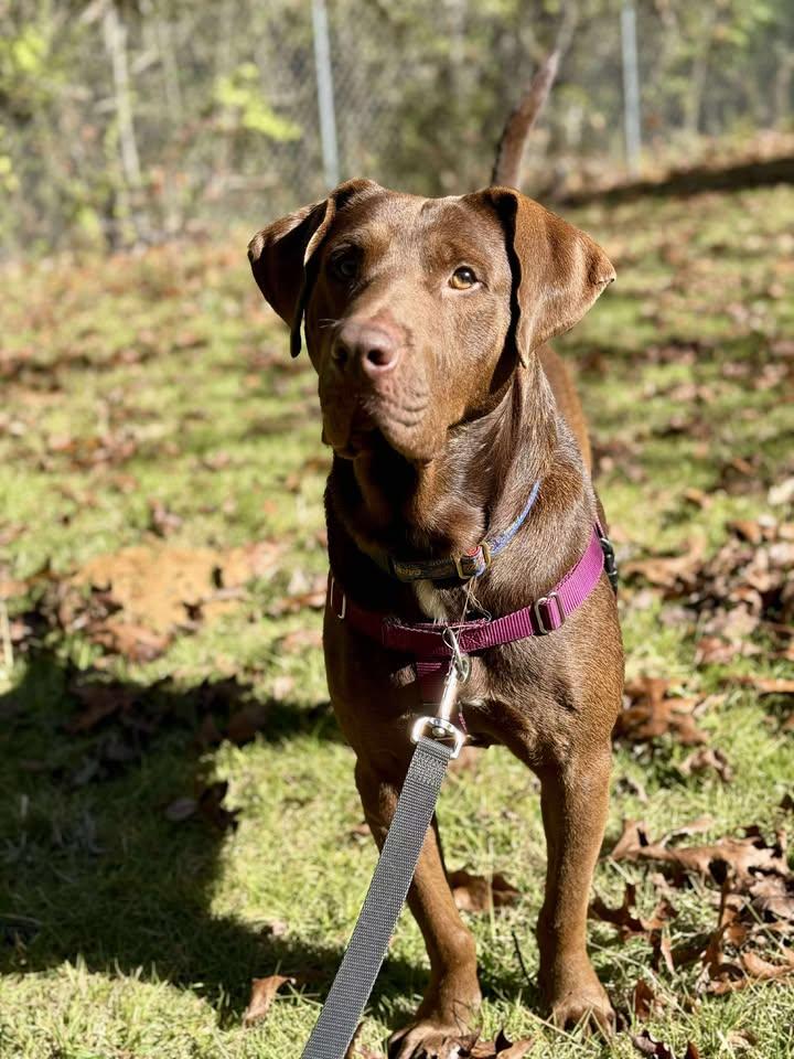 Enlarge Cameron, a ADOPTABLE mixed breed in Grant, AL image 4/4