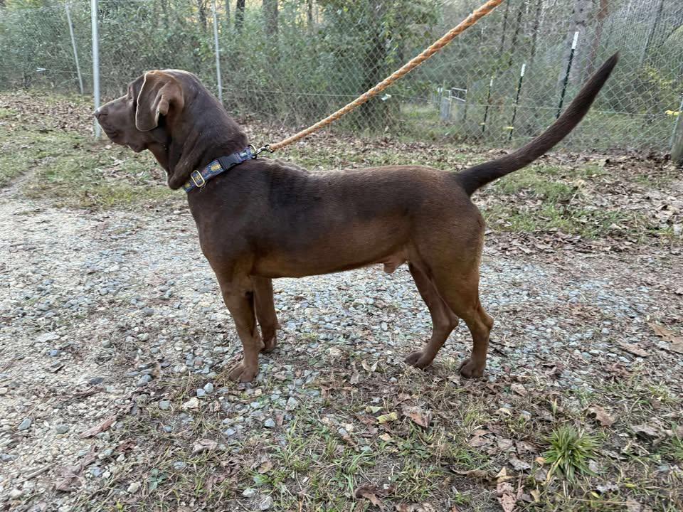 Enlarge Cameron, a ADOPTABLE mixed breed in Grant, AL image 2/4