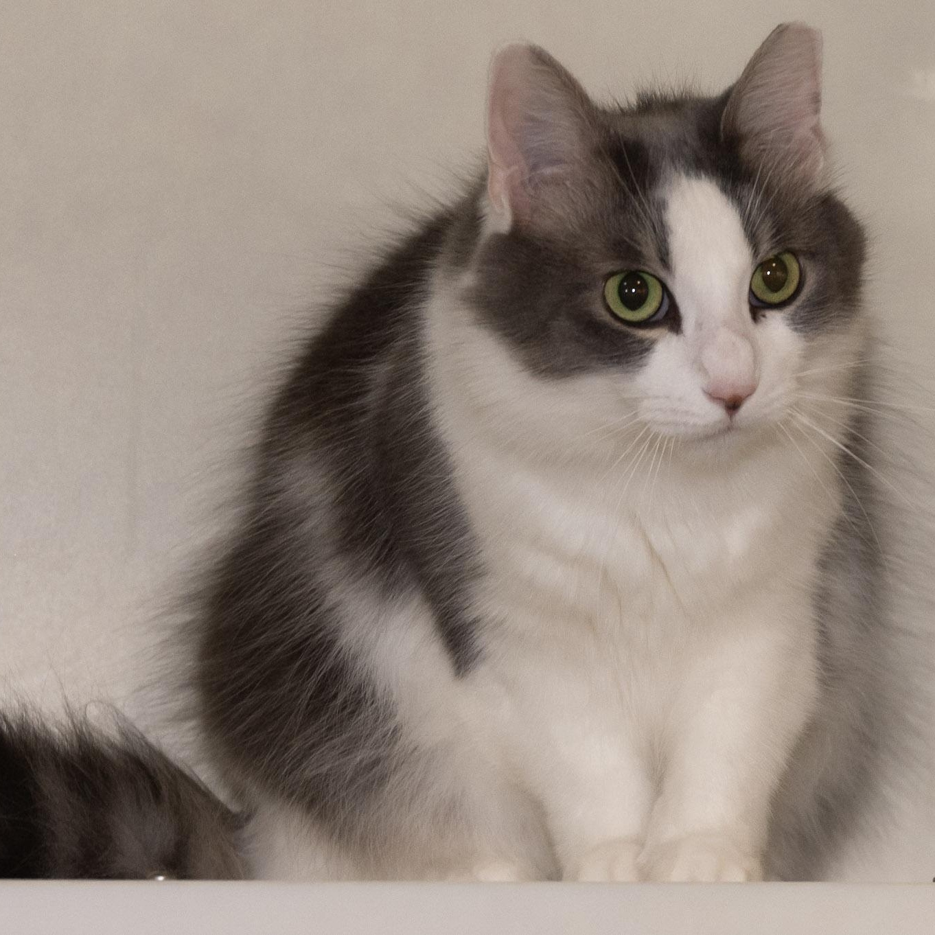 Enlarge Princess Katie, an adopted Domestic Long Hair in Victor, NY image 1/5