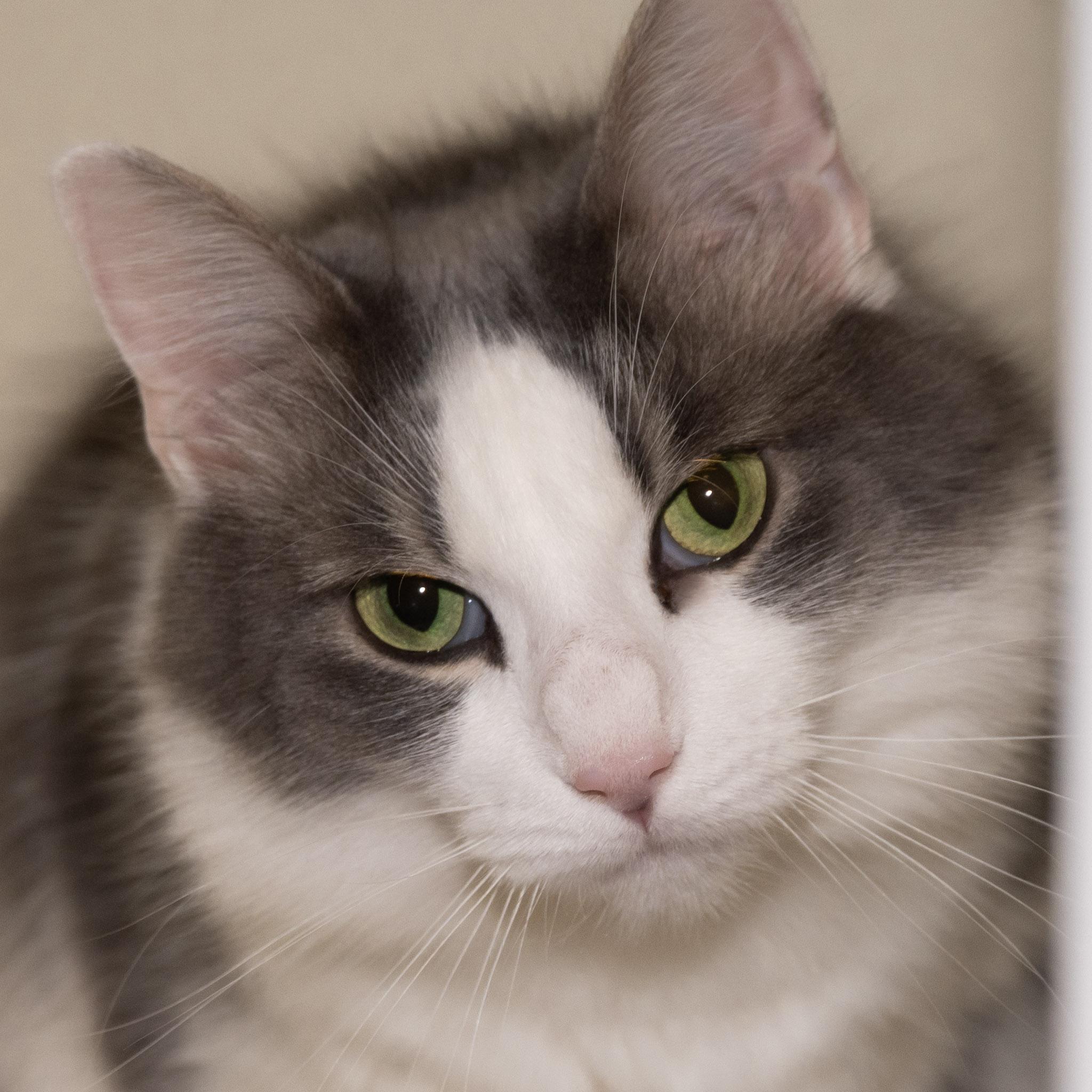 Enlarge Princess Katie, an adopted Domestic Long Hair in Victor, NY image 2/5
