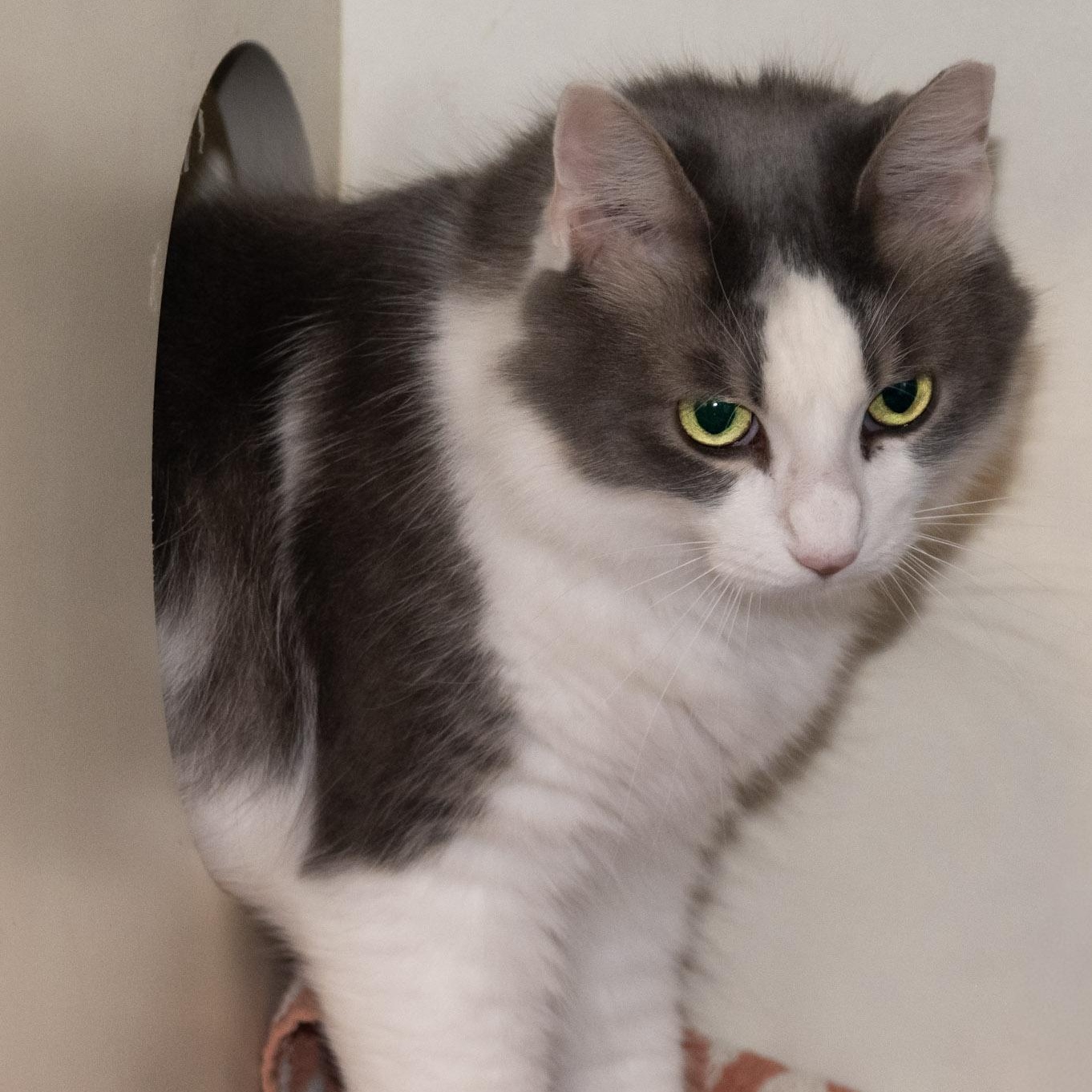 Enlarge Princess Katie, an adopted Domestic Long Hair in Victor, NY image 5/5