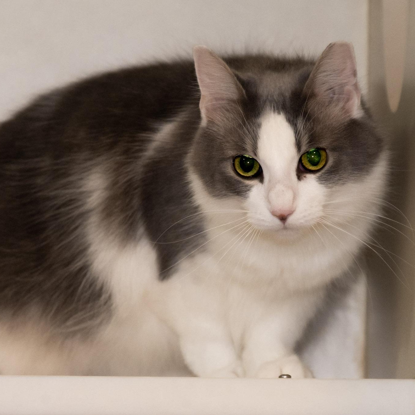 Enlarge Princess Katie, an adopted Domestic Long Hair in Victor, NY image 3/5