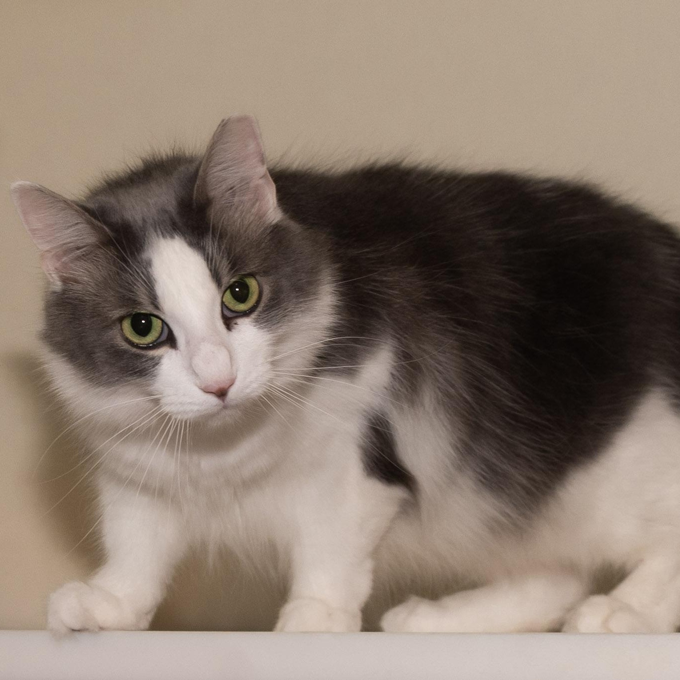 Enlarge Princess Katie, an adopted Domestic Long Hair in Victor, NY image 4/5