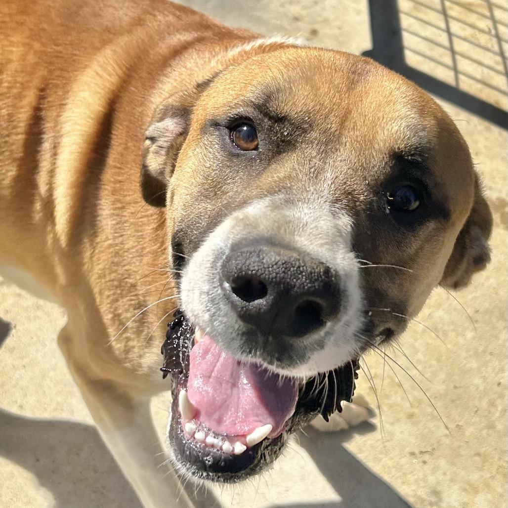 Enlarge Bama, a Adoptable mixed breed in Birmingham, AL image 1/3