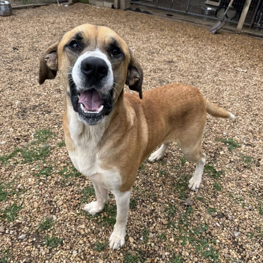 Enlarge Bama, a Adoptable mixed breed in Birmingham, AL image 2/3