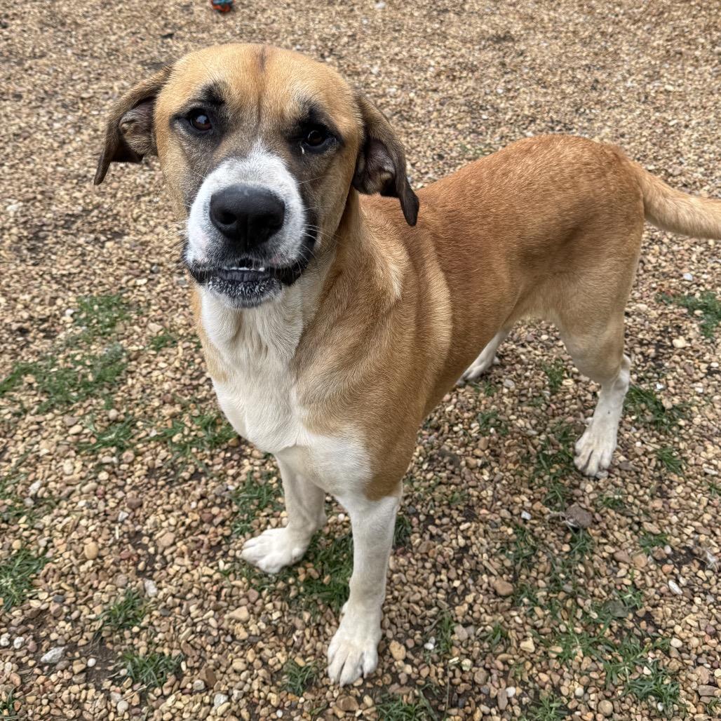 Enlarge Bama, a Adoptable mixed breed in Birmingham, AL image 3/3
