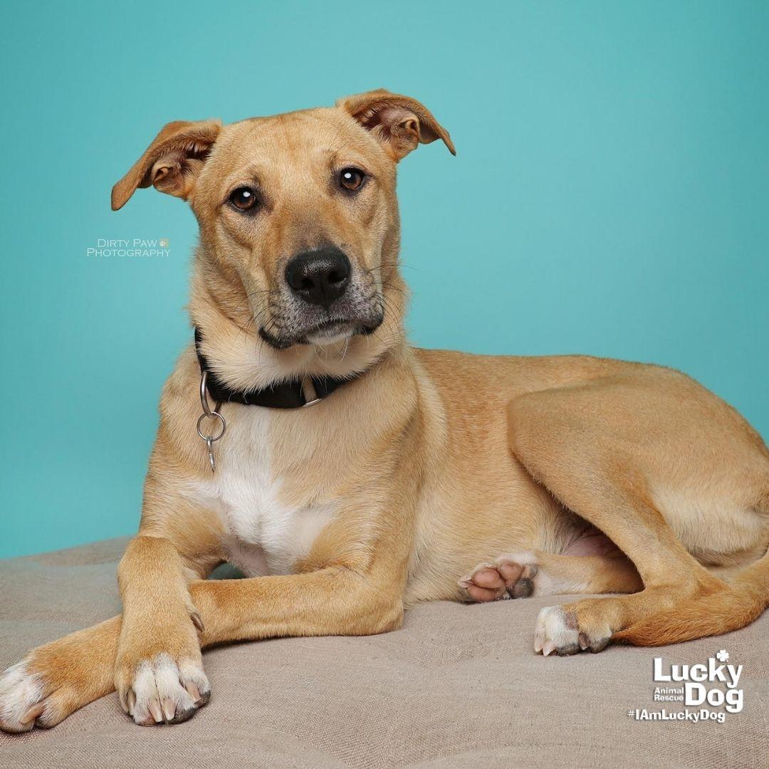 Luca, Adoptable, Young Male Shepherd & Terrier.