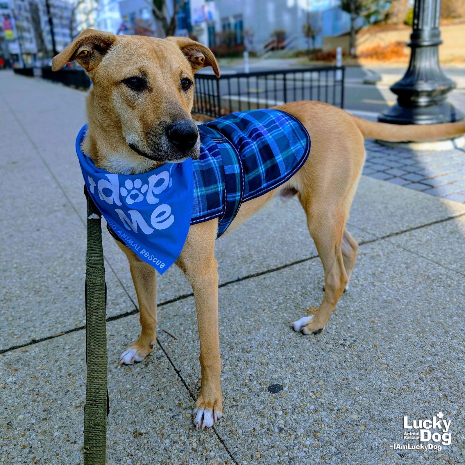 Enlarge Luca, a Adoptable mixed breed in Washington, DC image 1/3