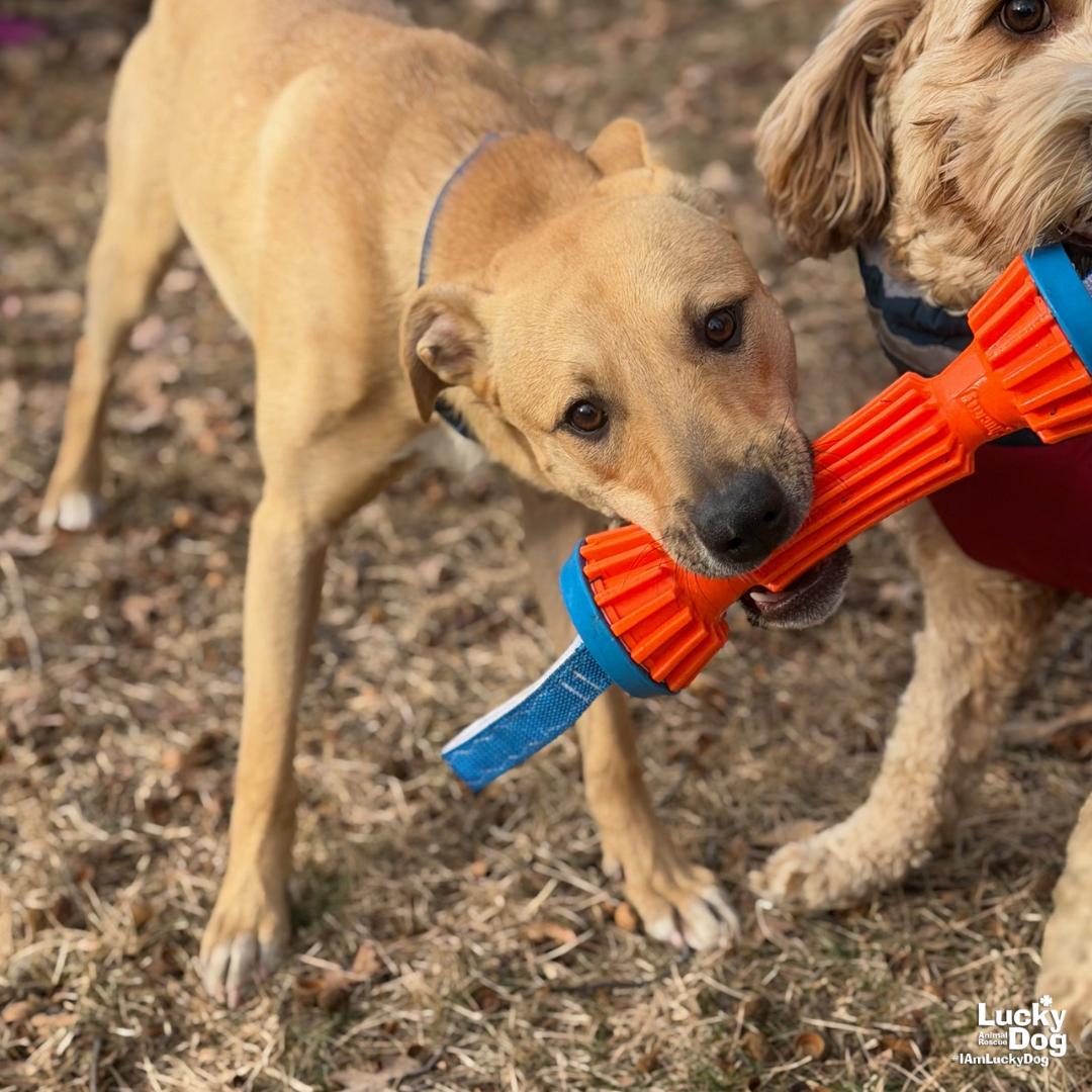Luca, Adoptable, Young Male Shepherd & Terrier.