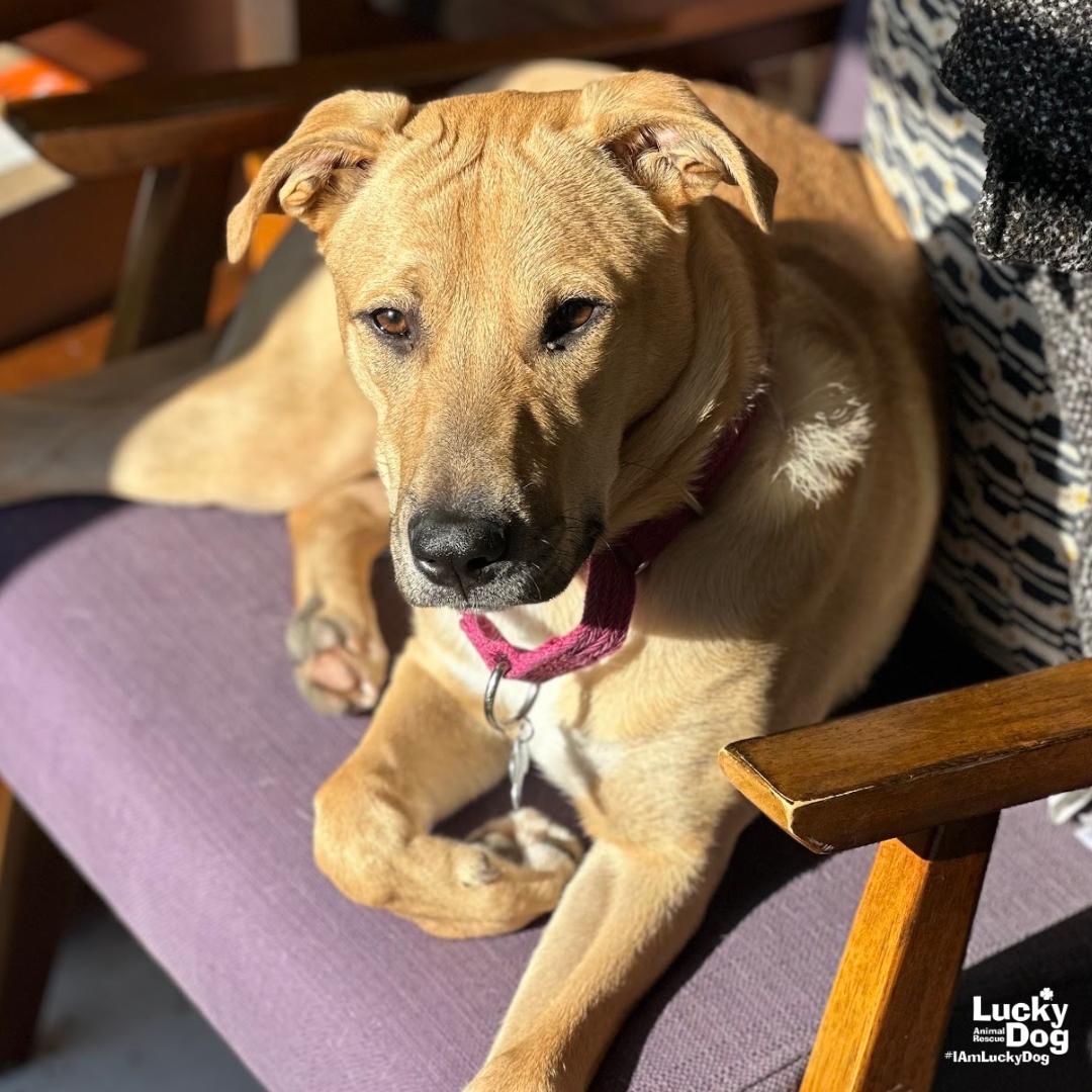 Enlarge Luca, a Adoptable mixed breed in Washington, DC image 2/3