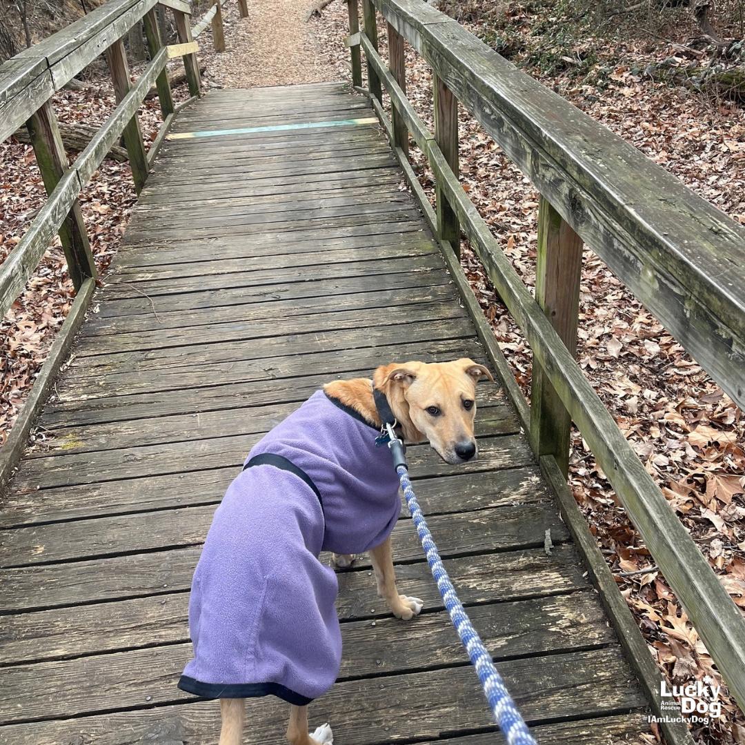 Enlarge Luca, a Adoptable mixed breed in Washington, DC image 3/3