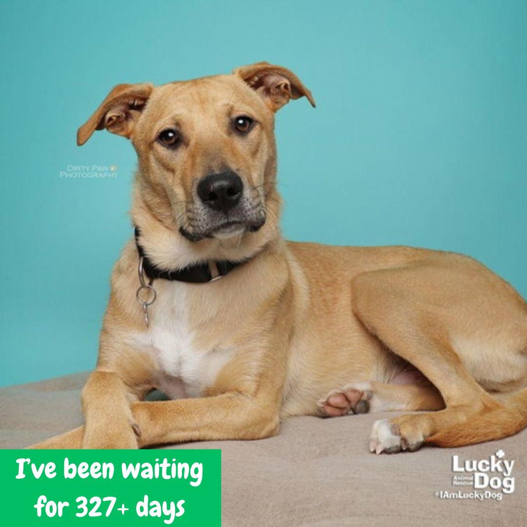 Enlarge Luca, a Adoptable mixed breed in Washington, DC image 3/3