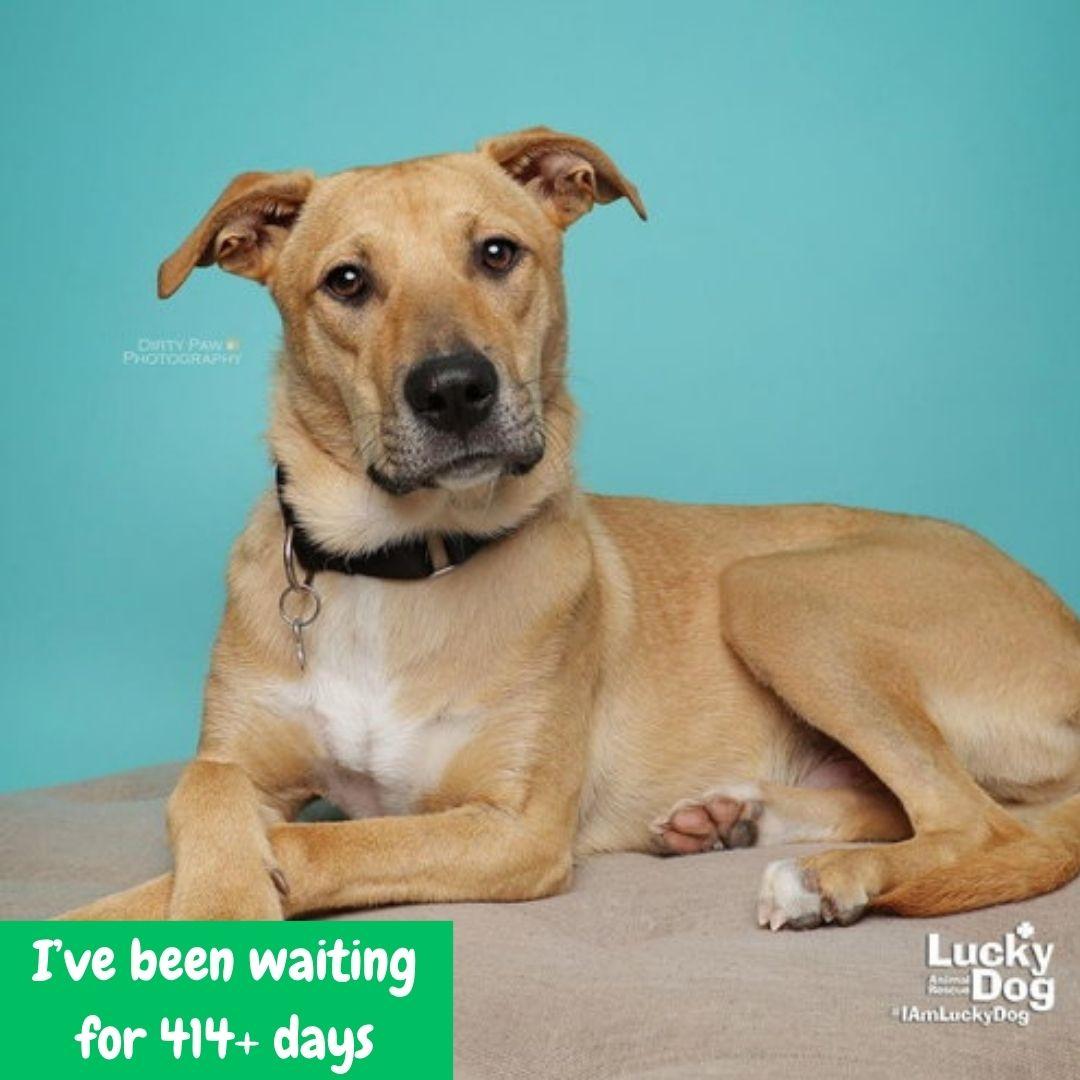 Luca, a Adoptable mixed breed in Washington, DC image 3/3