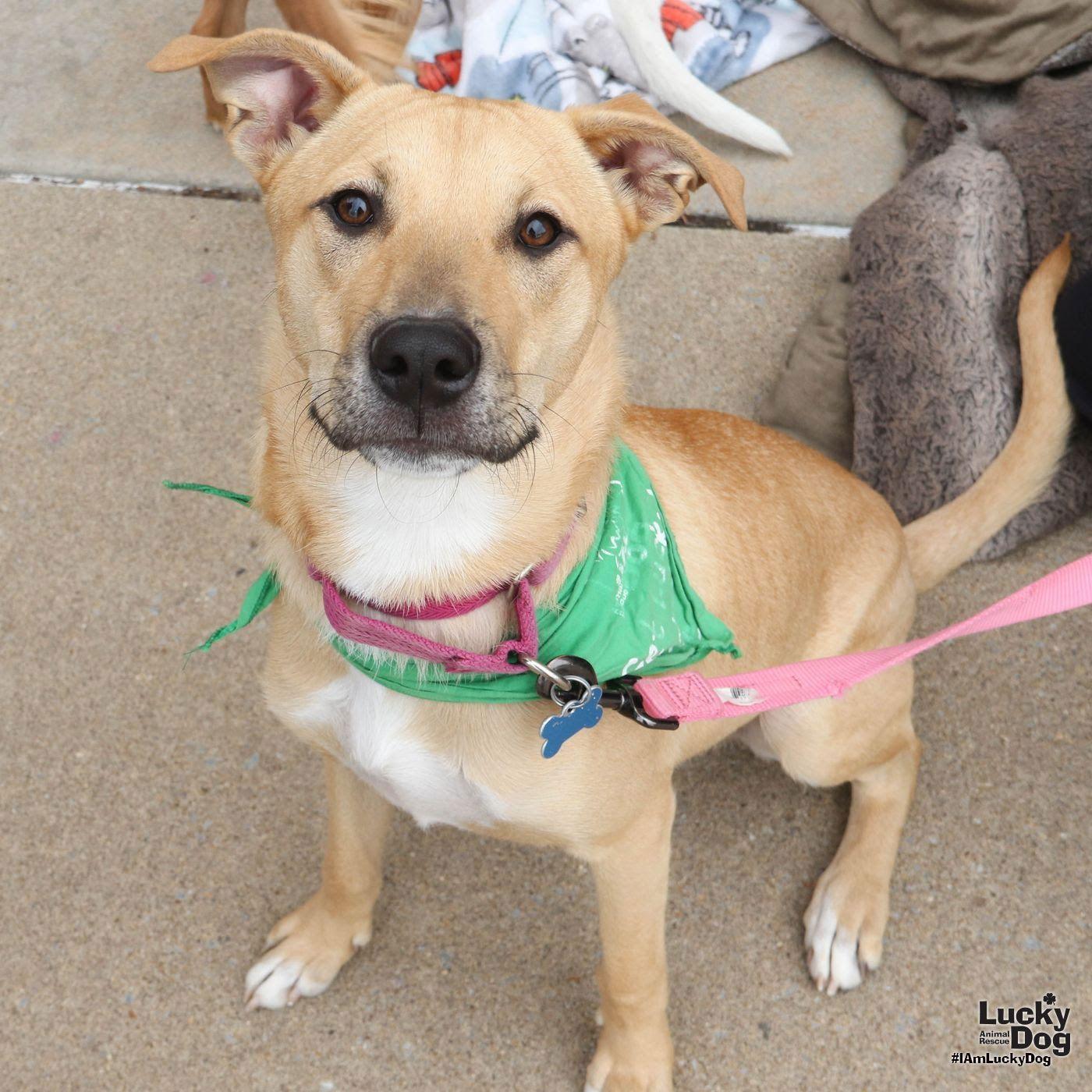 Enlarge Luca, a Adoptable mixed breed in Washington, DC image 3/3