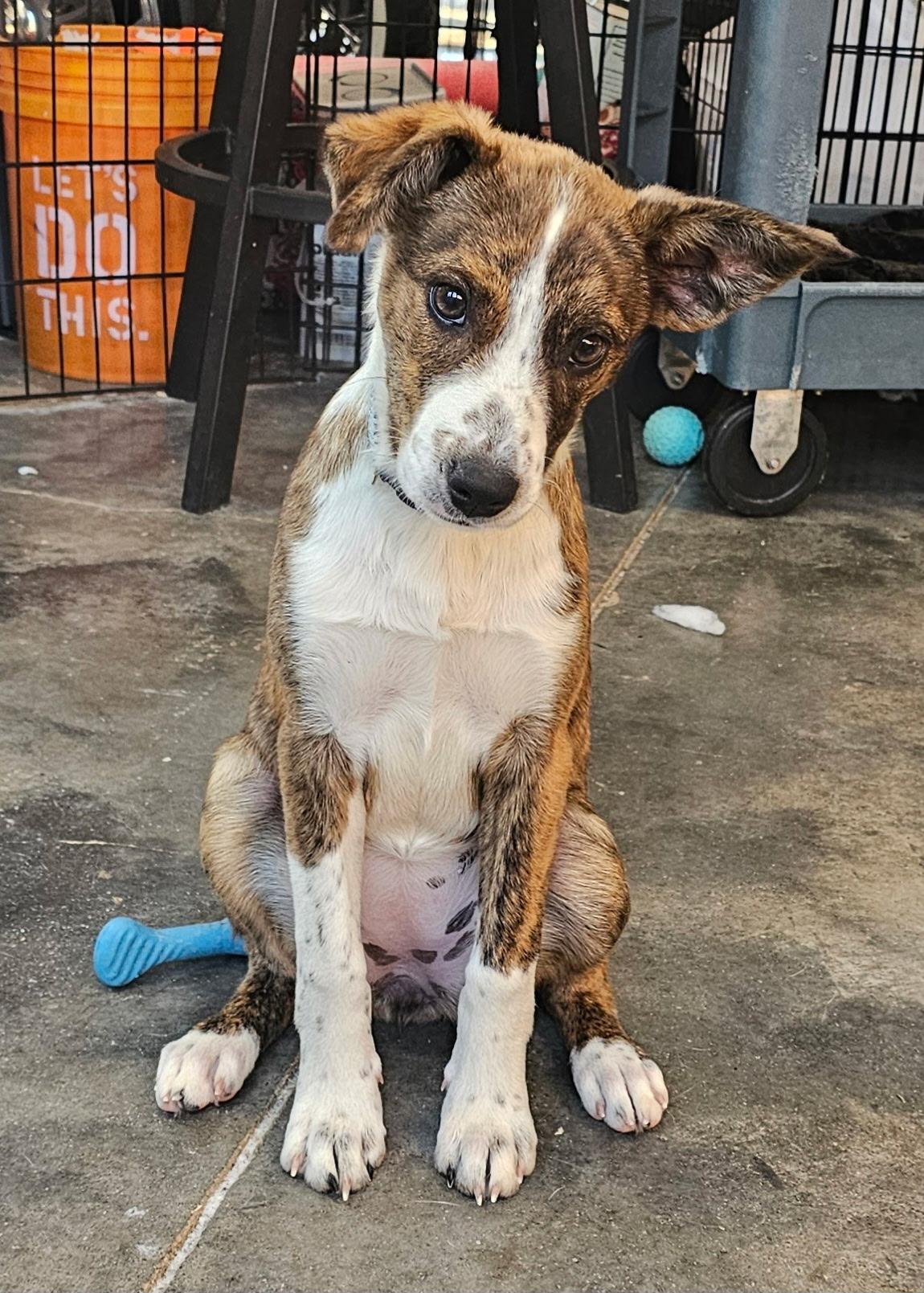 Cherry is adopted!, a Adoptable mixed breed in South Portland, ME image 2/5