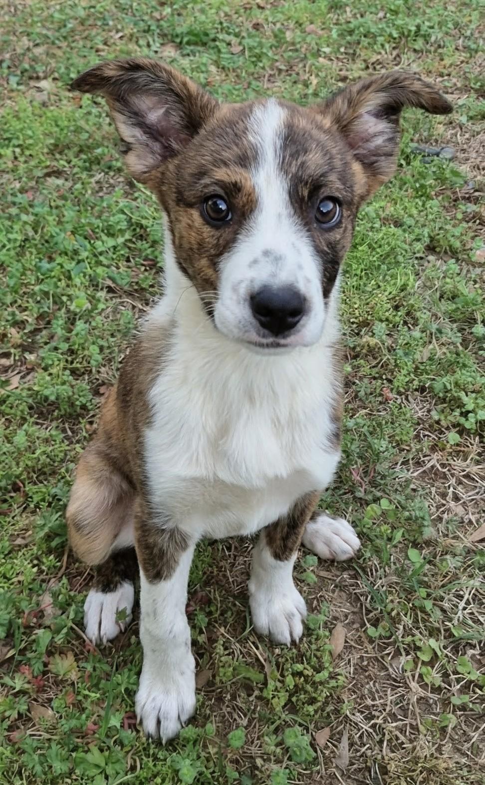 Cherry is adopted!, a Adoptable mixed breed in South Portland, ME image 4/5