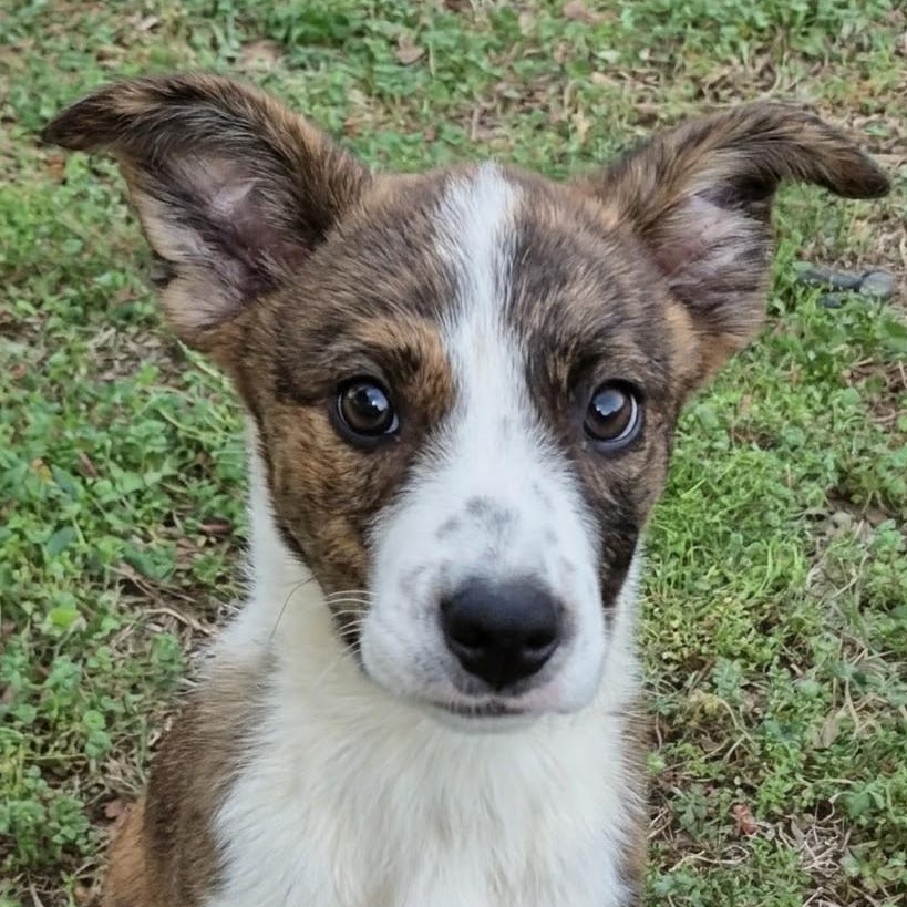 Cherry is adopted!, a Adoptable mixed breed in South Portland, ME image 5/5