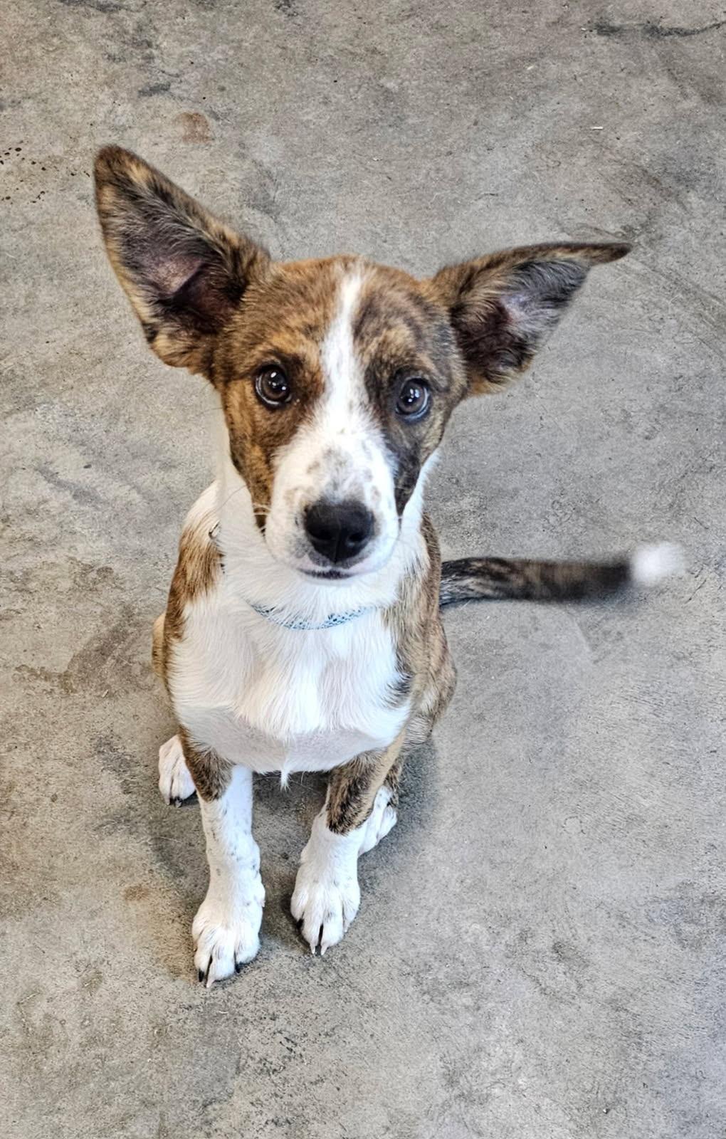 Cherry is adopted!, a Adoptable mixed breed in South Portland, ME image 1/5
