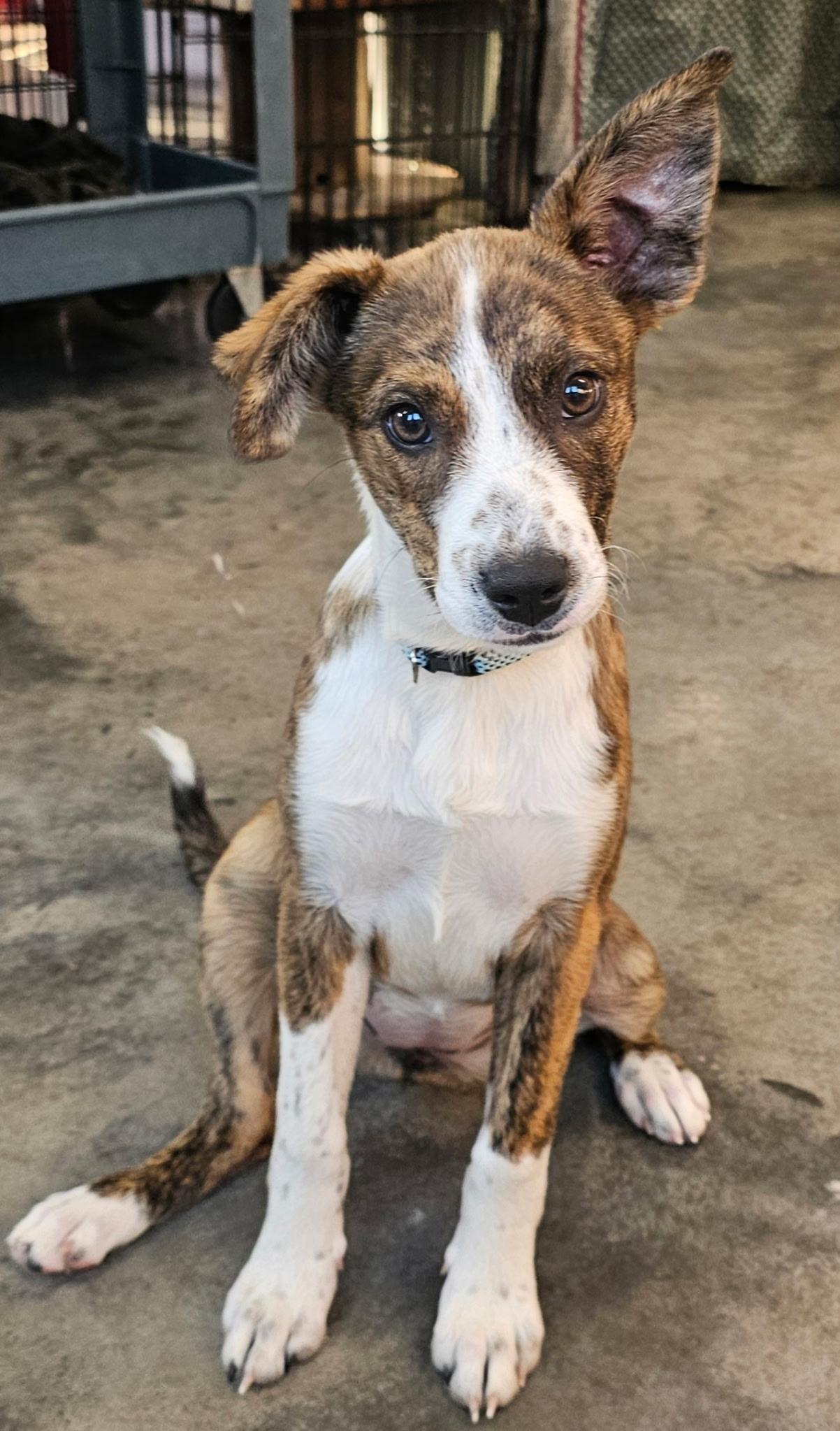 Cherry is adopted!, a Adoptable mixed breed in South Portland, ME image 3/5