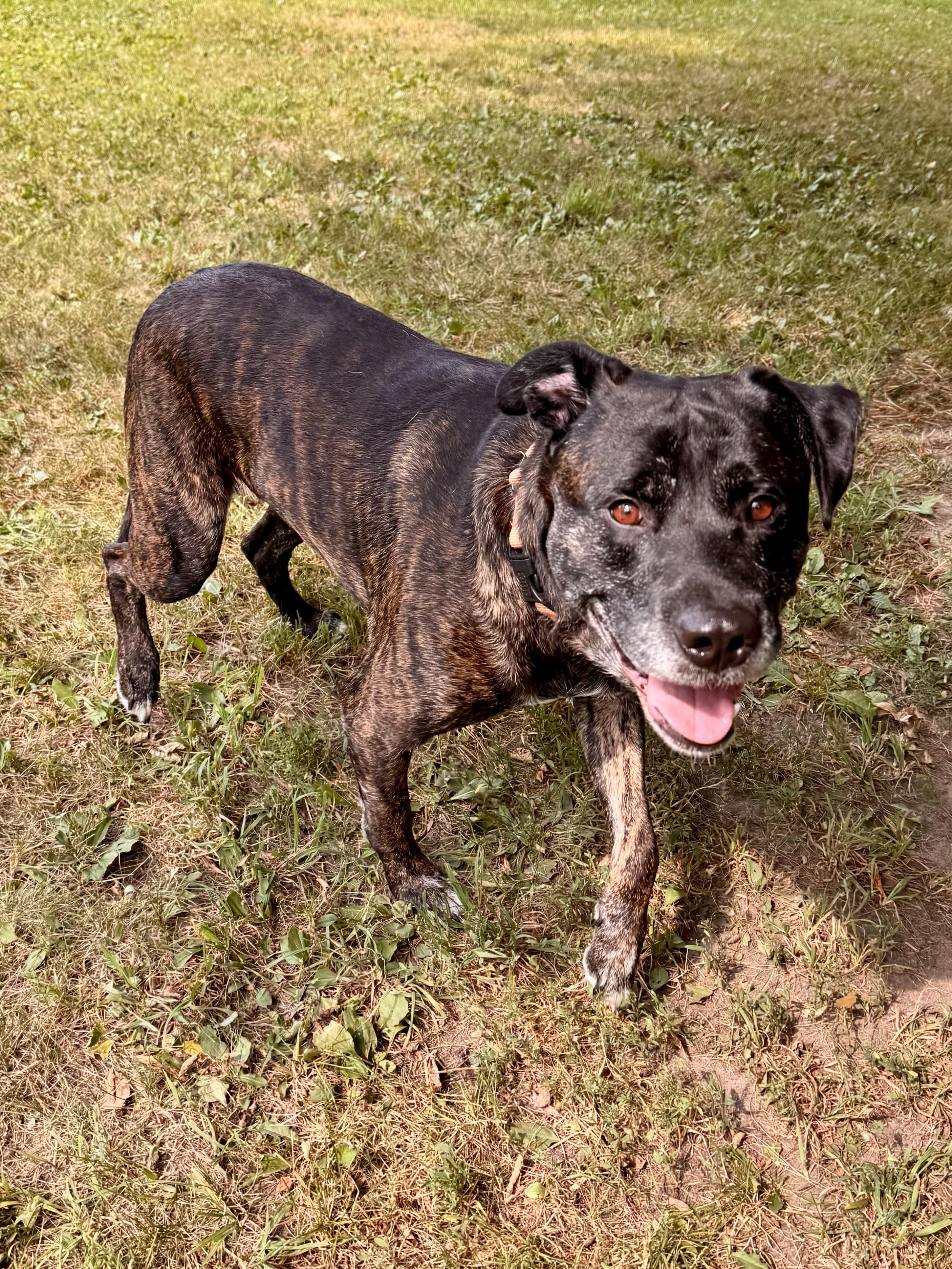 Bentley, a ADOPTABLE mixed breed in Midland, MI image 4/5