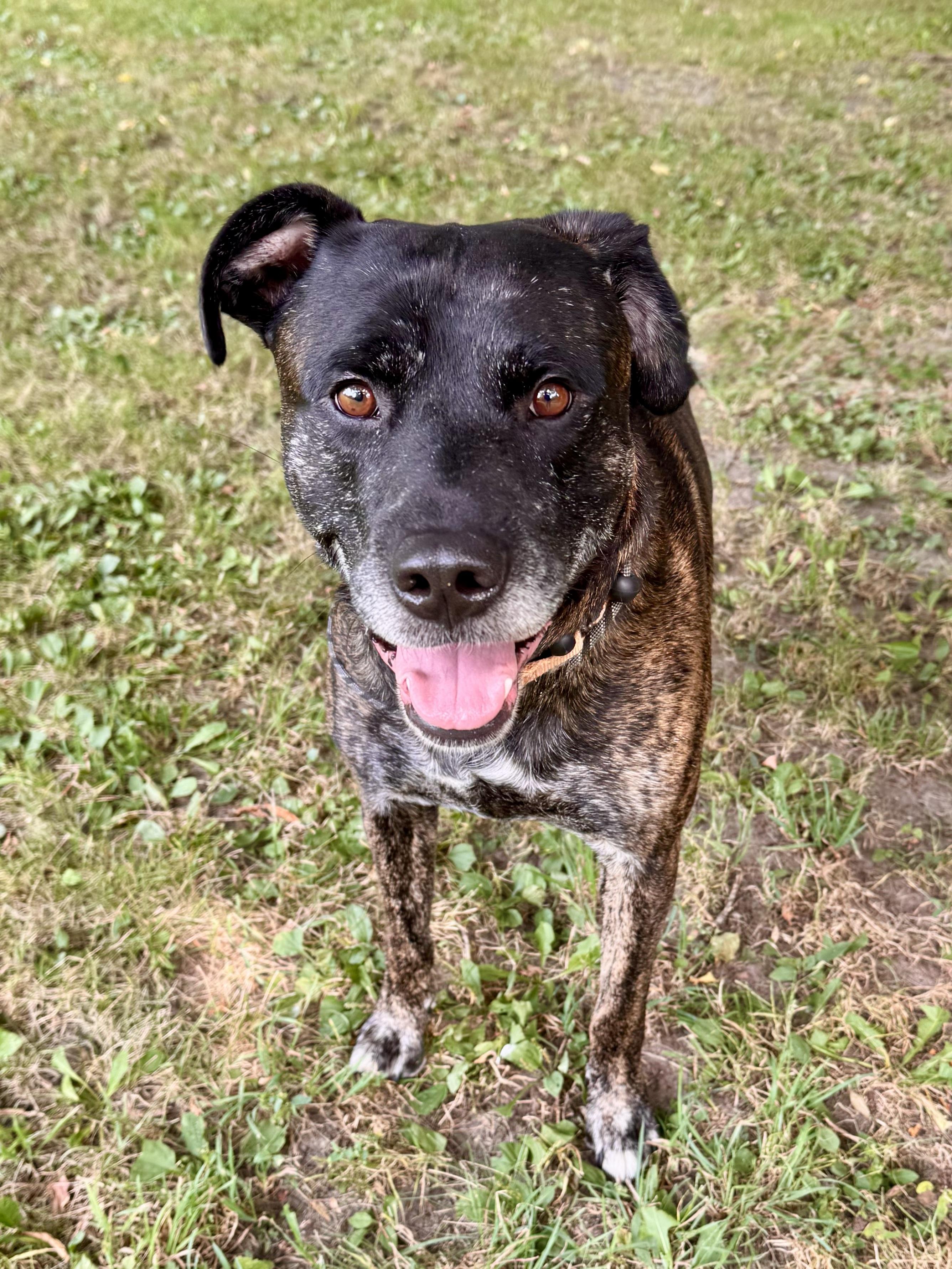 Bentley, a ADOPTABLE mixed breed in Midland, MI image 5/5