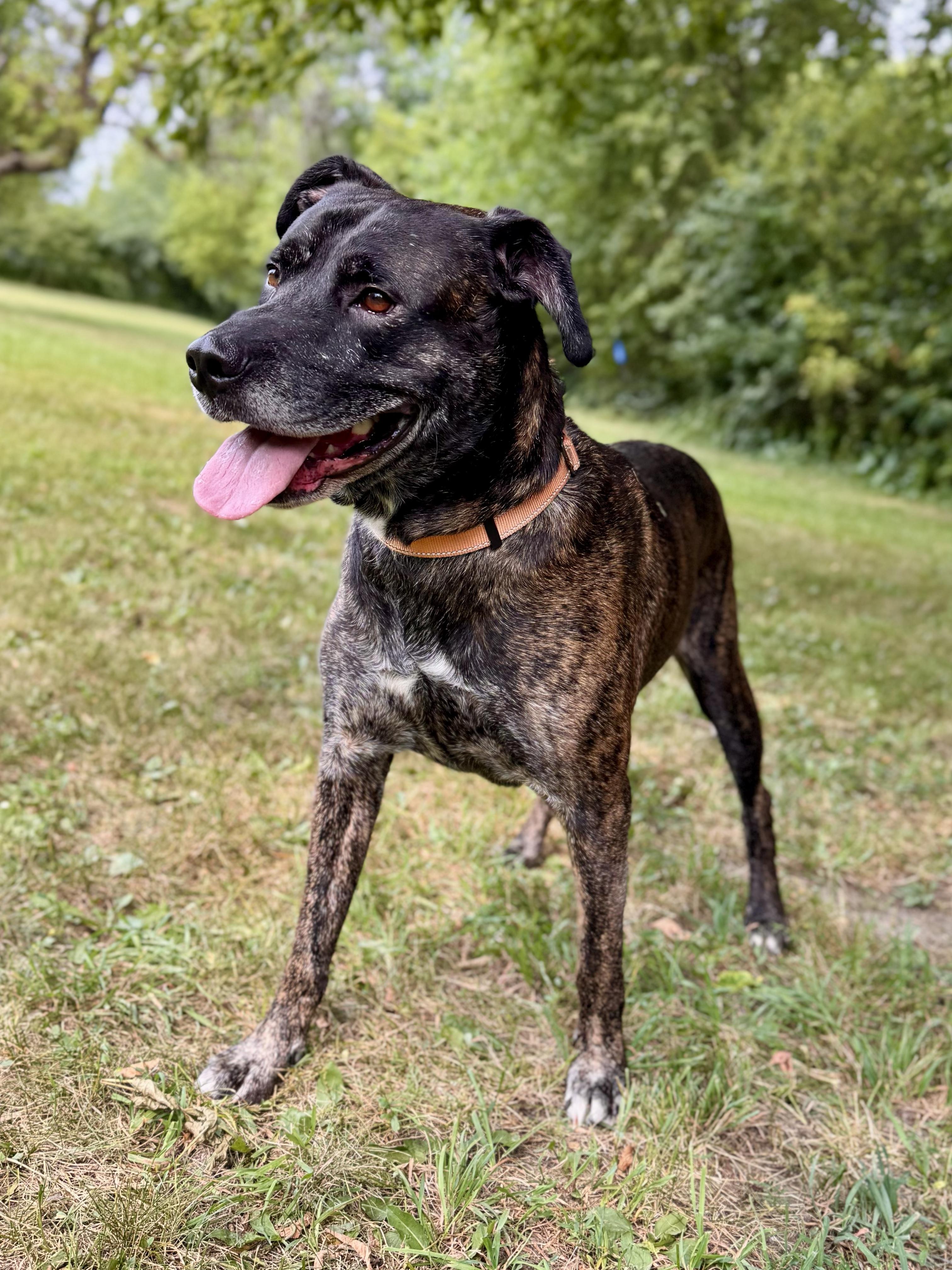 Bentley, ADOPTABLE, Adult Male Mixed Breed.
