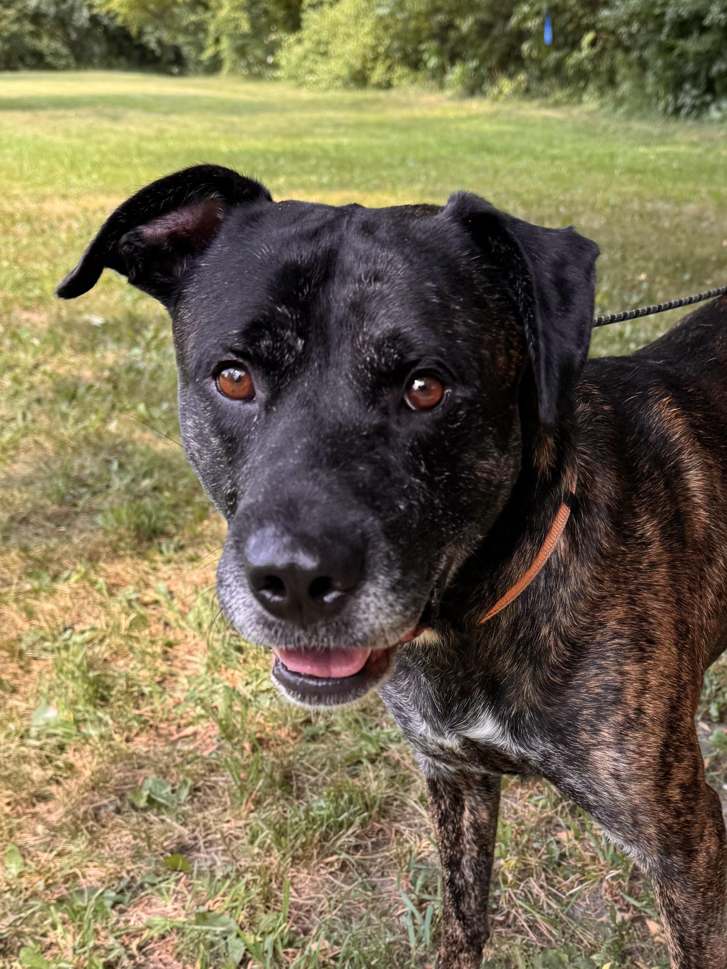 Bentley, a ADOPTABLE mixed breed in Midland, MI image 3/5