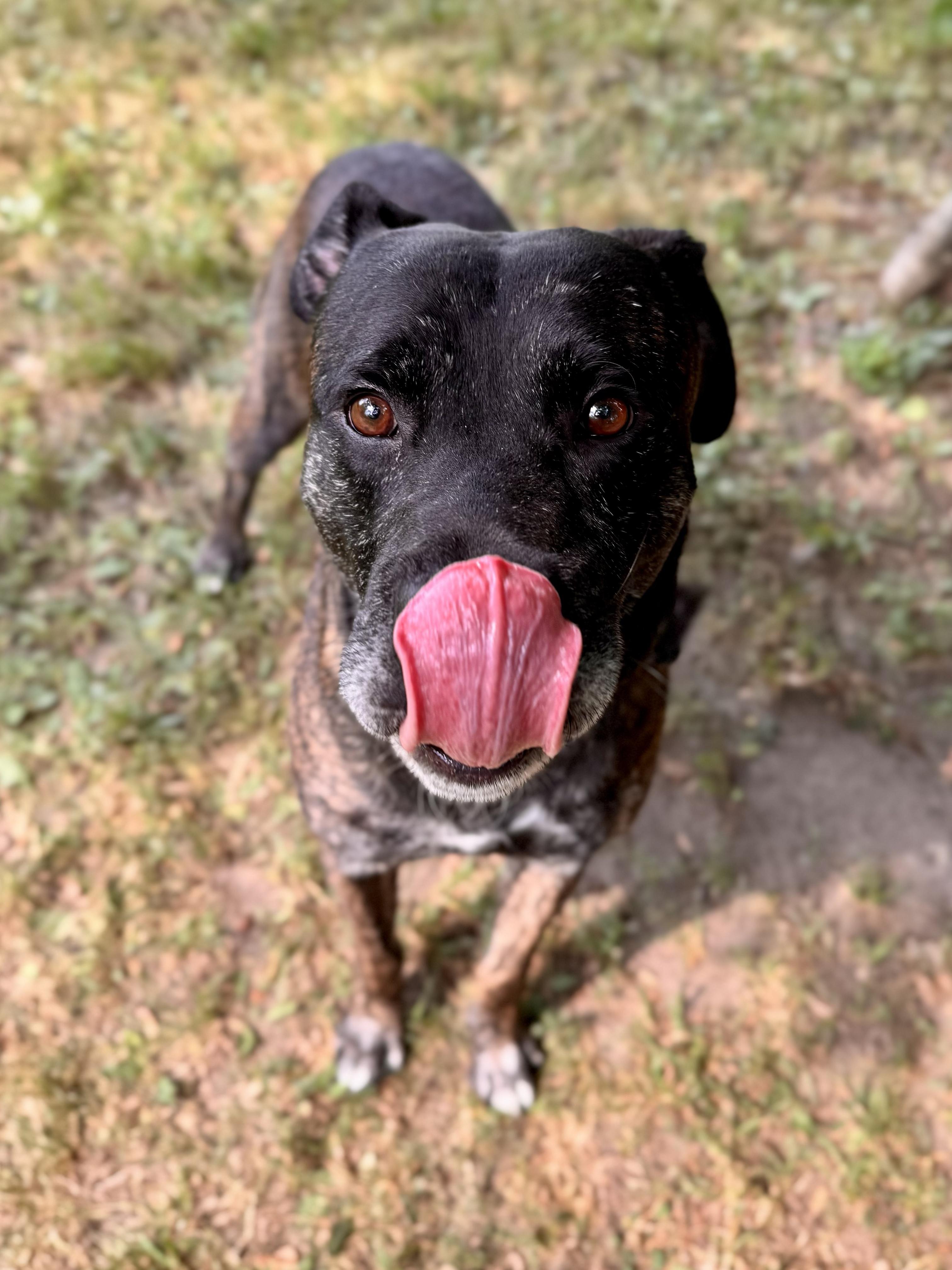 Bentley, a ADOPTABLE mixed breed in Midland, MI image 2/5