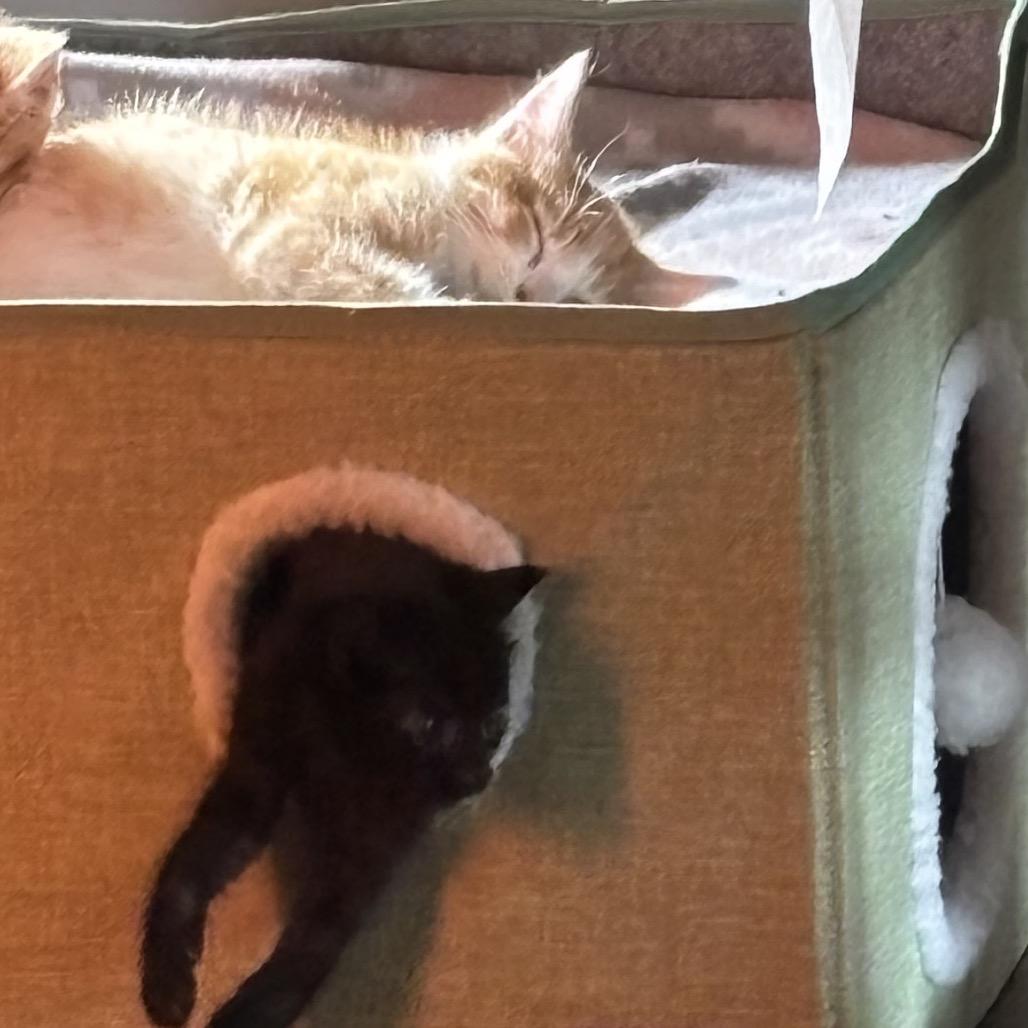 Birdie Felv+ Mama thumbnail 3