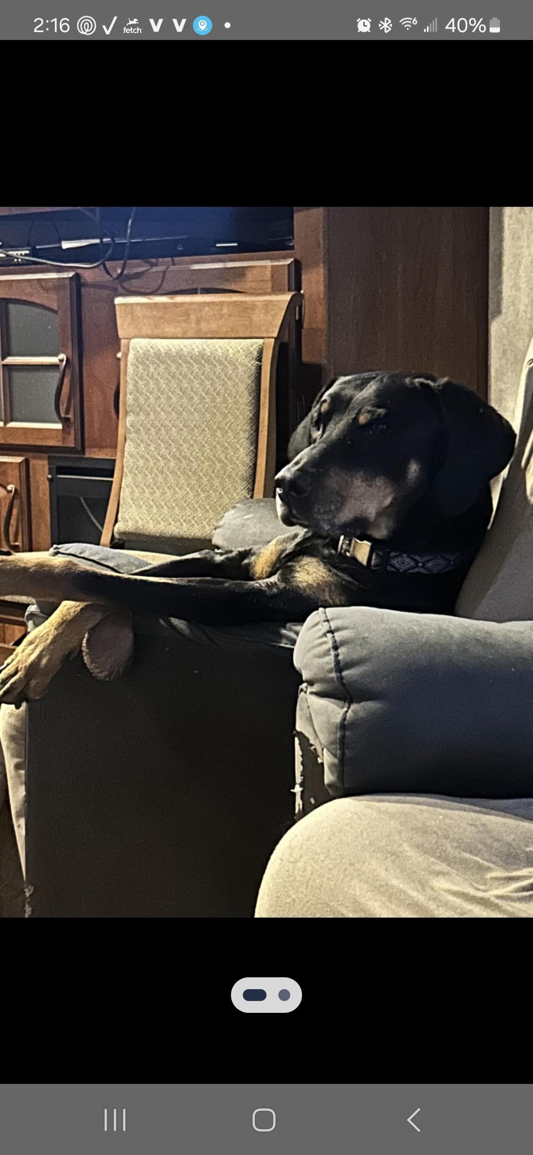 Kyro, Adoptable, Adult Male Plott Hound.