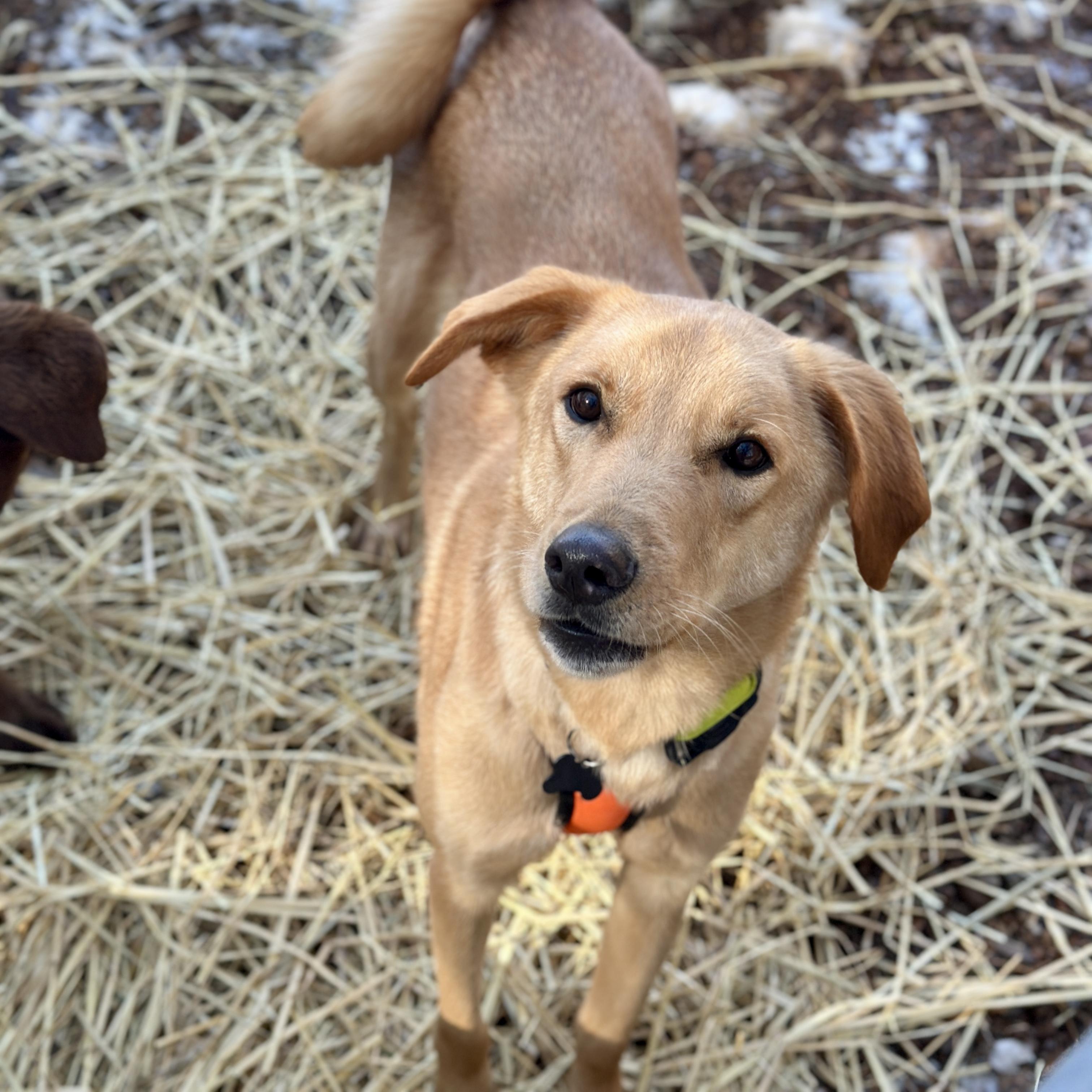 Draco — thumbnail 6