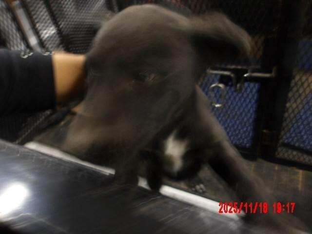 Enlarge Machaila, a Adoptable Mixed Breed in Hobbs, NM image 1/5