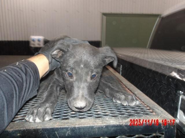 Enlarge Machaila, a Adoptable Mixed Breed in Hobbs, NM image 2/5