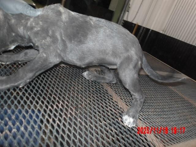 Enlarge Machaila, a Adoptable Mixed Breed in Hobbs, NM image 3/5