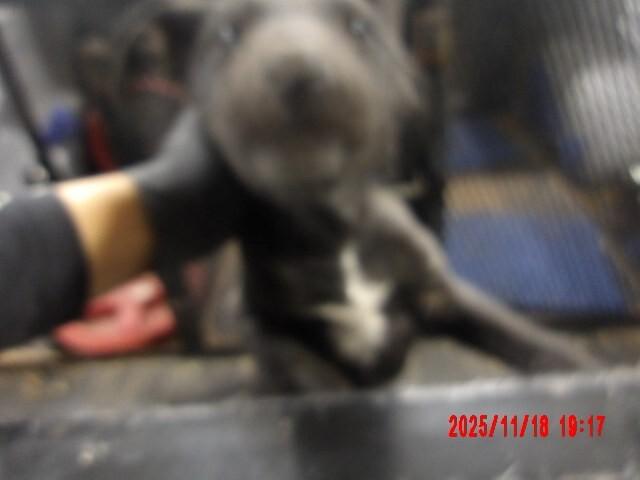 Enlarge Machaila, a Adoptable Mixed Breed in Hobbs, NM image 4/5