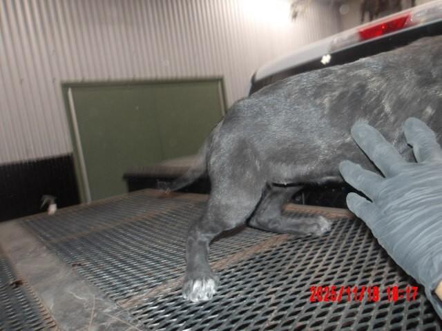 Enlarge Machaila, a Adoptable Mixed Breed in Hobbs, NM image 5/5