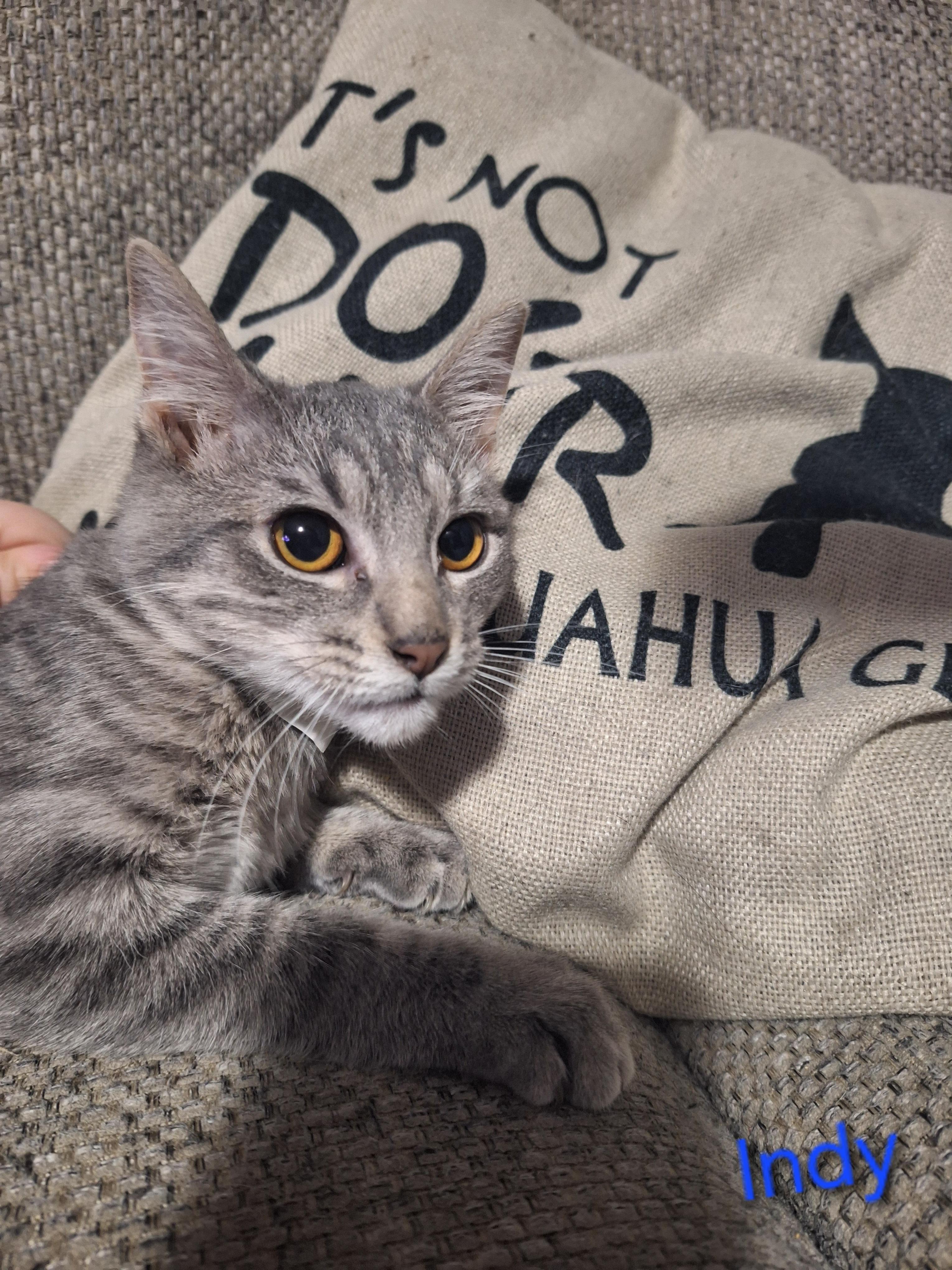 Enlarge Indy, an adopted Domestic Short Hair in Kearney, NE image 2/2