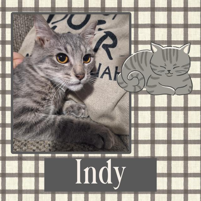 Enlarge Indy, an adopted Domestic Short Hair in Kearney, NE image 1/2