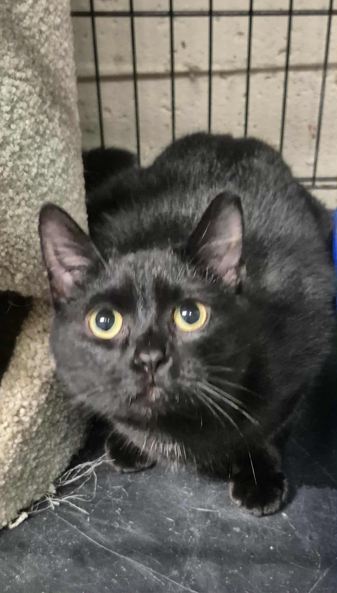 Cole, adoptable, Kitten Male Domestic Short Hair.