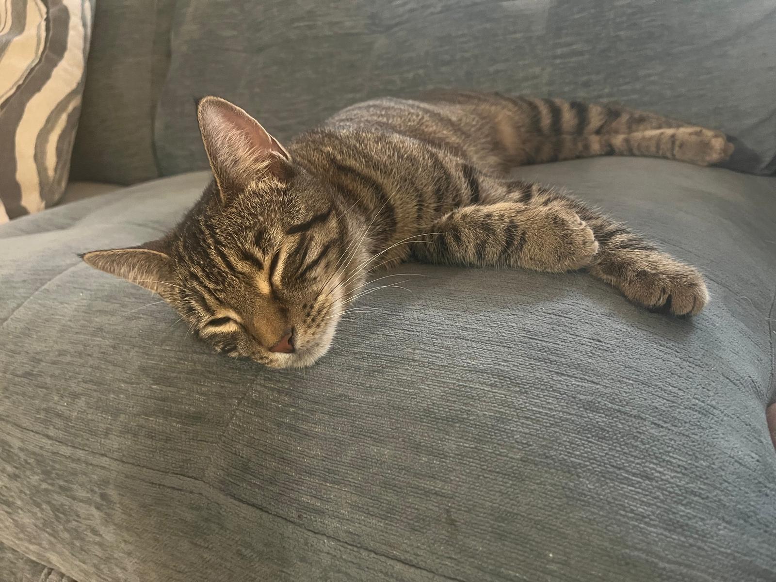 Enlarge Xoie, a Adoptable Domestic Short Hair in Catasauqua, PA image 3/5