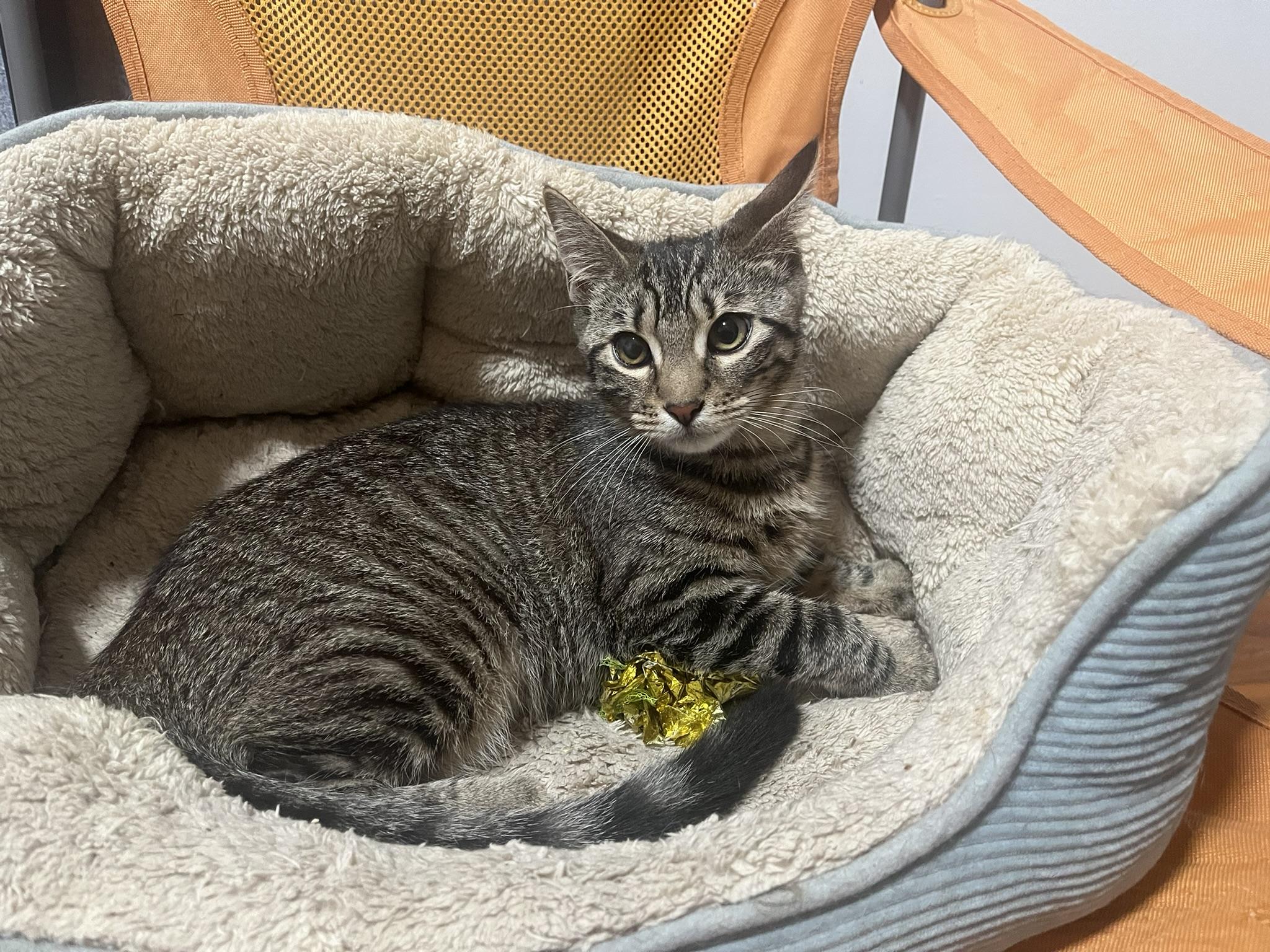 Enlarge Xoie, a Adoptable Domestic Short Hair in Catasauqua, PA image 2/5