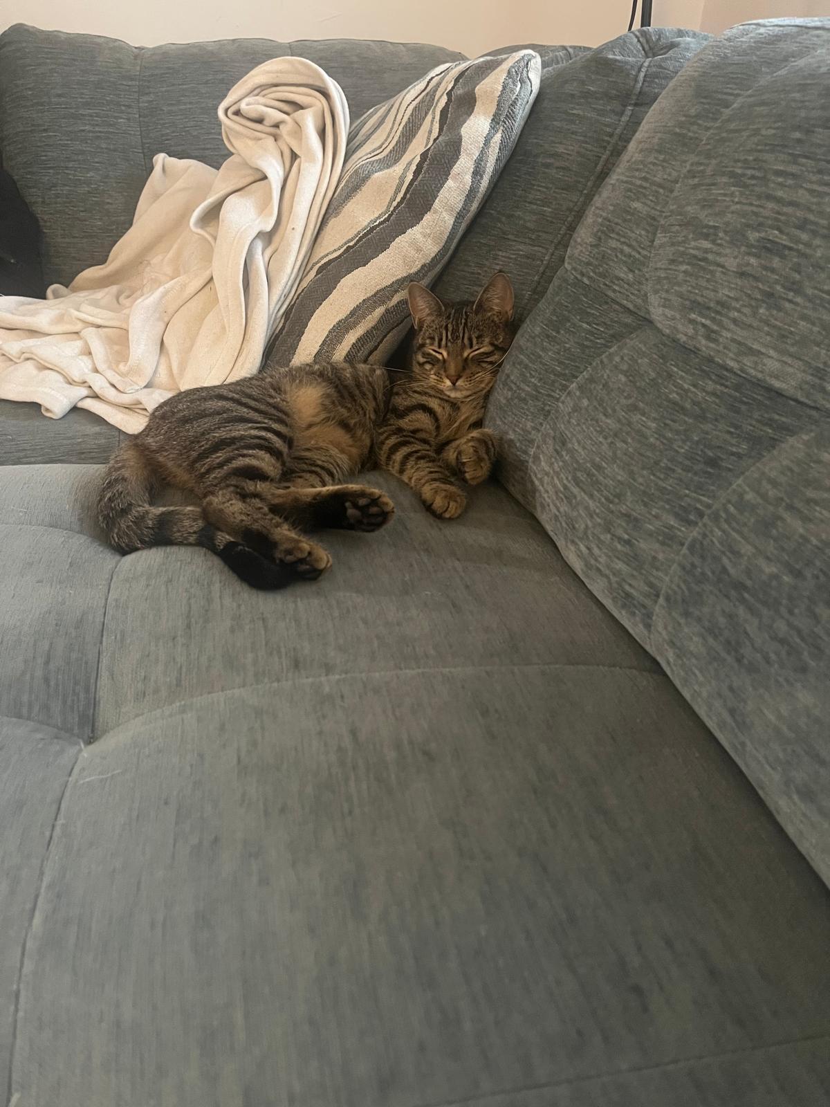 Enlarge Xoie, a Adoptable Domestic Short Hair in Catasauqua, PA image 4/5