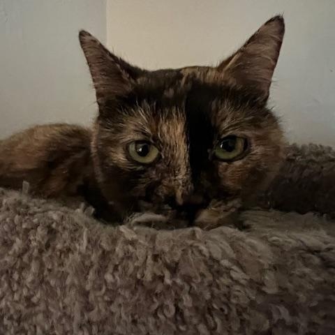 Neekie, a Adoptable Domestic Short Hair in Carson City, NV image 2/2